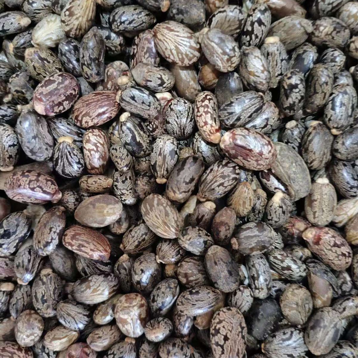 Castor Bean Seeds (Ricinus communis) — Dried Herbal Seed, 500g - Image 2