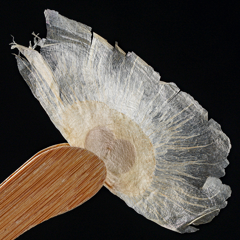 Mu Hu Die (Oroxylum indicum) — Dried Indian Trumpet Flower Seeds, Traditional Herbal Tea Ingredient - Image 4