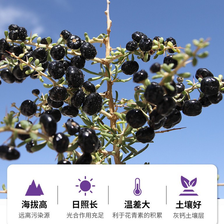 Qinghai Black Goji Berry Gift Box Large Dried Fruit for Tea and Wine Soaking 250g - Image 3