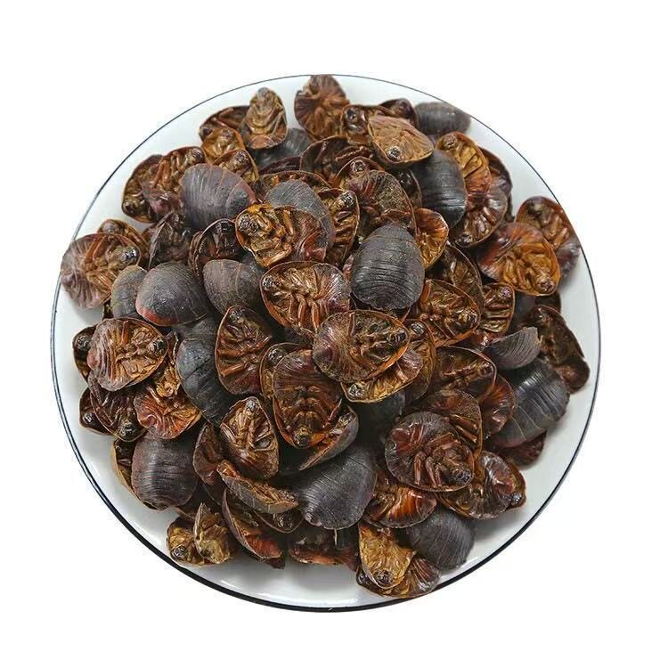 Dried Ground Beetle Tu Bie Chong 500g Wild-Caught Whole Insect TCM Herbal Ingredient for Decoction Use - Image 5