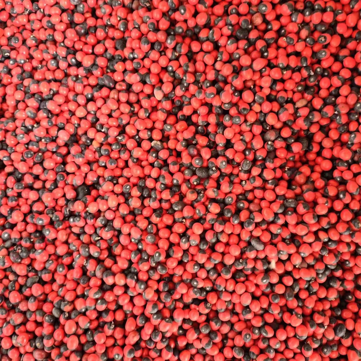 Xiang Si Dou (Abrus precatorius) — Dried Love Bean Seed for Traditional Herbal Use - Image 2