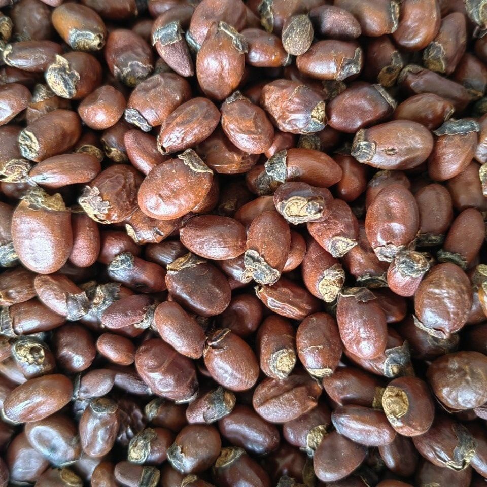 Lychee Seed (Litchi chinensis) — Dried Food Herb, Whole Seed & Powder - Image 5