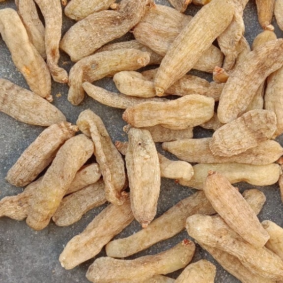 Dried Wild Gastrodia Root Tian Ma 500g Dabie Mountain Herb for Soup and Wine Infusion - Image 3
