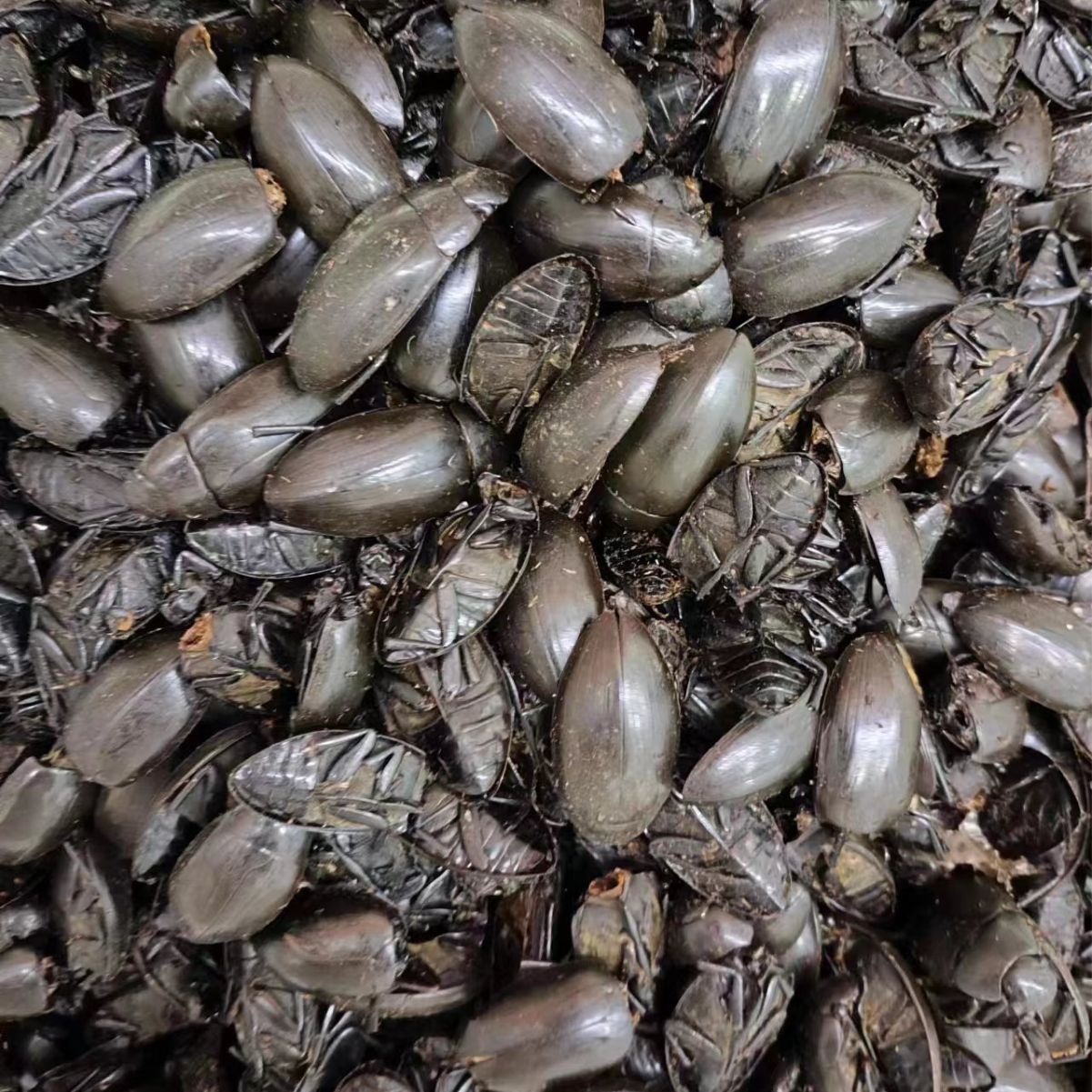 Golden-Edged Diving Beetle (龙虱) — Dried Edible Insect, Traditional Food-Use Ingredient - Image 4