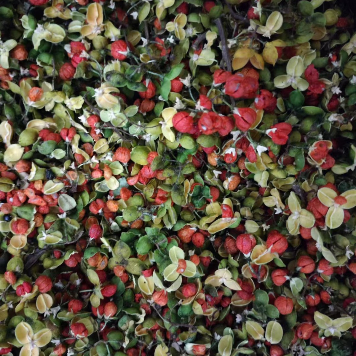 Nan She Teng Guo (Celastrus orbiculatus) — Dried Oriental Bittersweet Fruit for Herbal Tea & Powder - Image 3