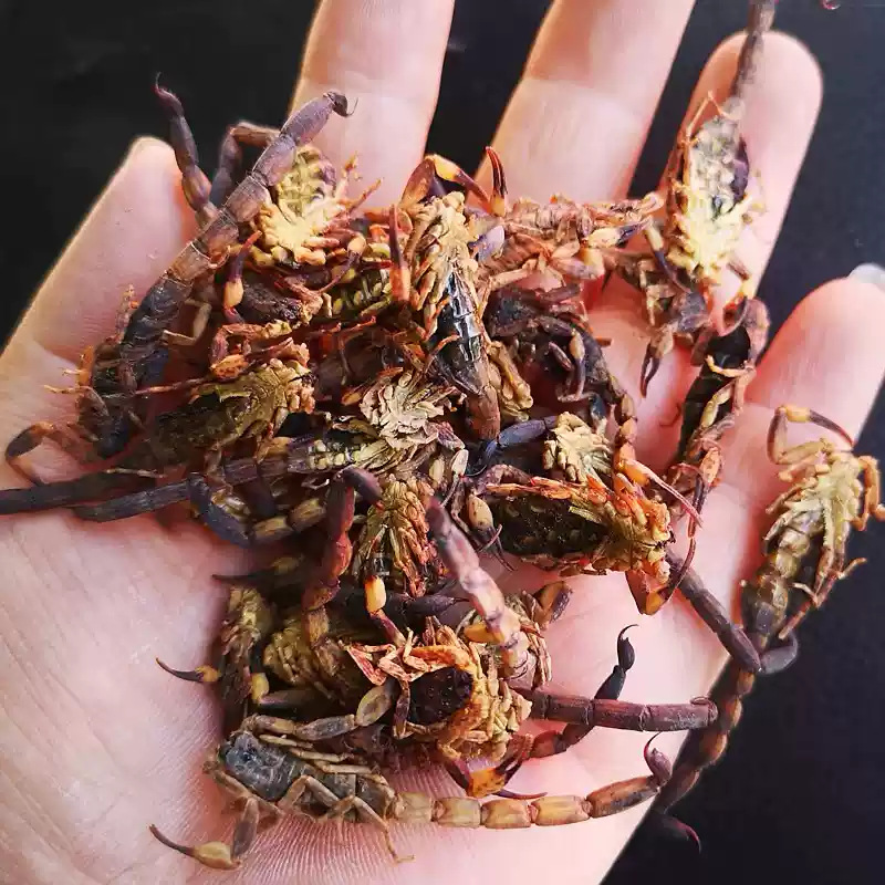 Whole Scorpion Quan Xie Dried TCM Herb 500g Natural Sun Dried Shandong Origin - Image 3