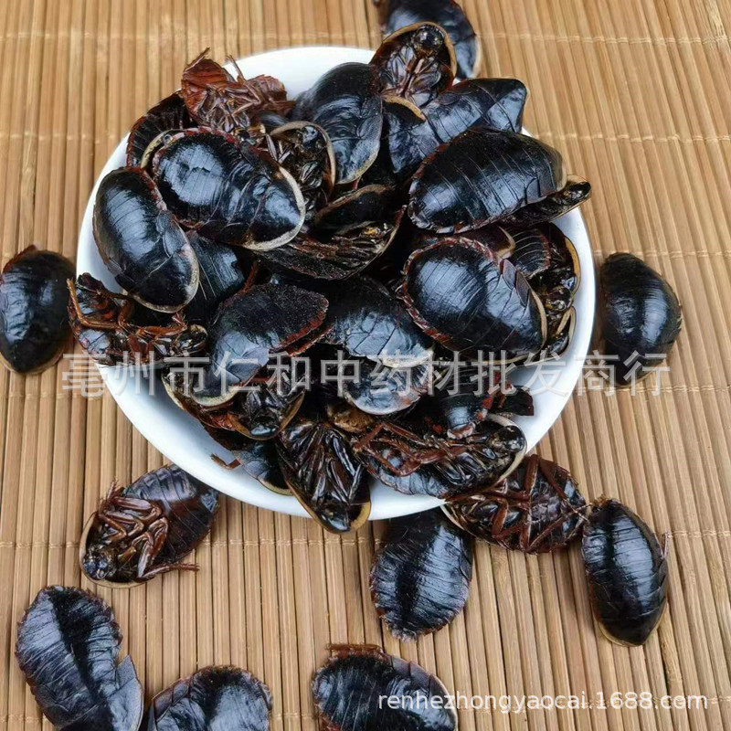 Golden Edge Ground Beetle Tu Bie Chong Dried Whole Insect Traditional Chinese Herb - Image 2