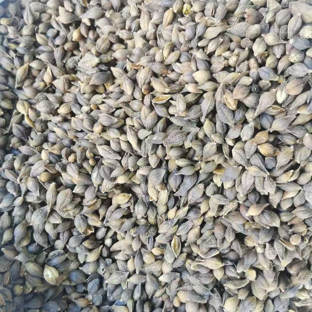 Dried Forsythia Fruit Lian Qiao 500g Selected Grade Sulfur-Free Raw Herb for Decoction and Herbal Tea - Image 3