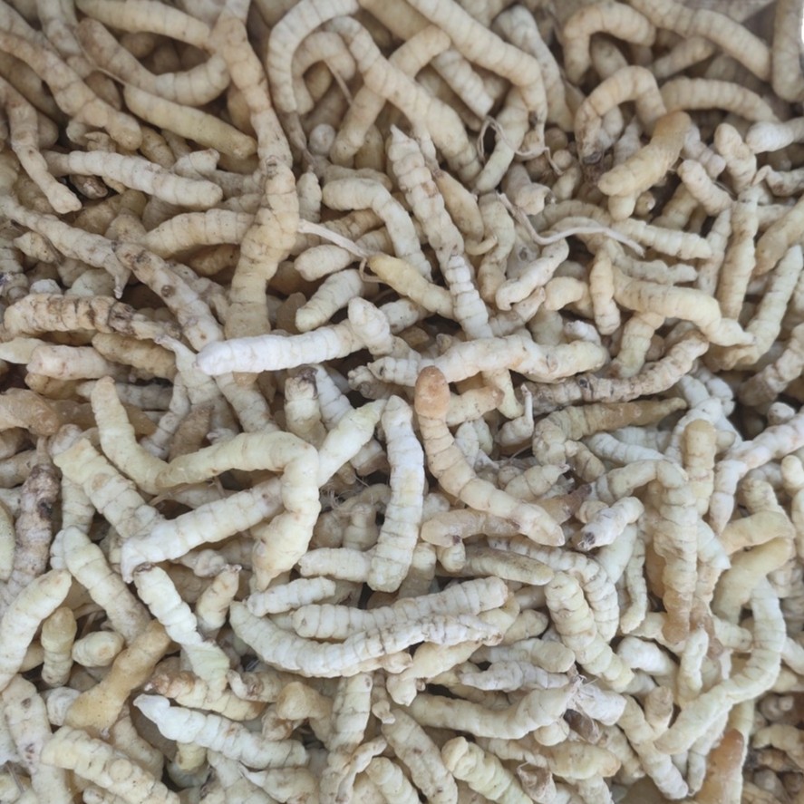 Cao Shi Can (Stachys affinis) — Dried Chinese Artichoke Tubers, Food Herb from Yunnan - Image 5