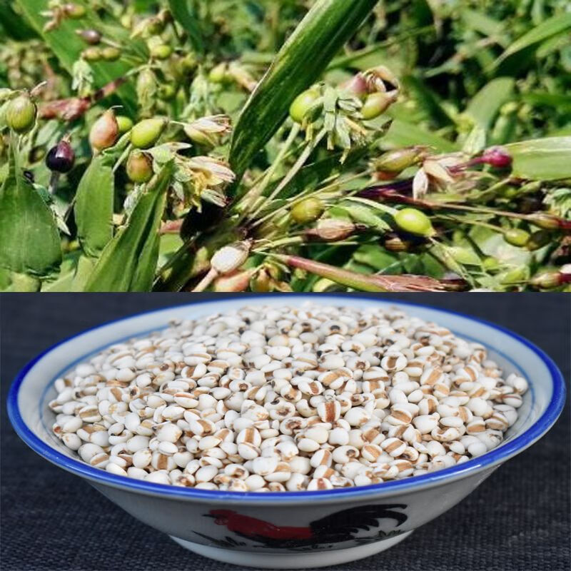 Coix Seed Broken Rice Yi Yi Ren 2500g Family Value Pack for Soy Milk and Congee Cooking - Image 4