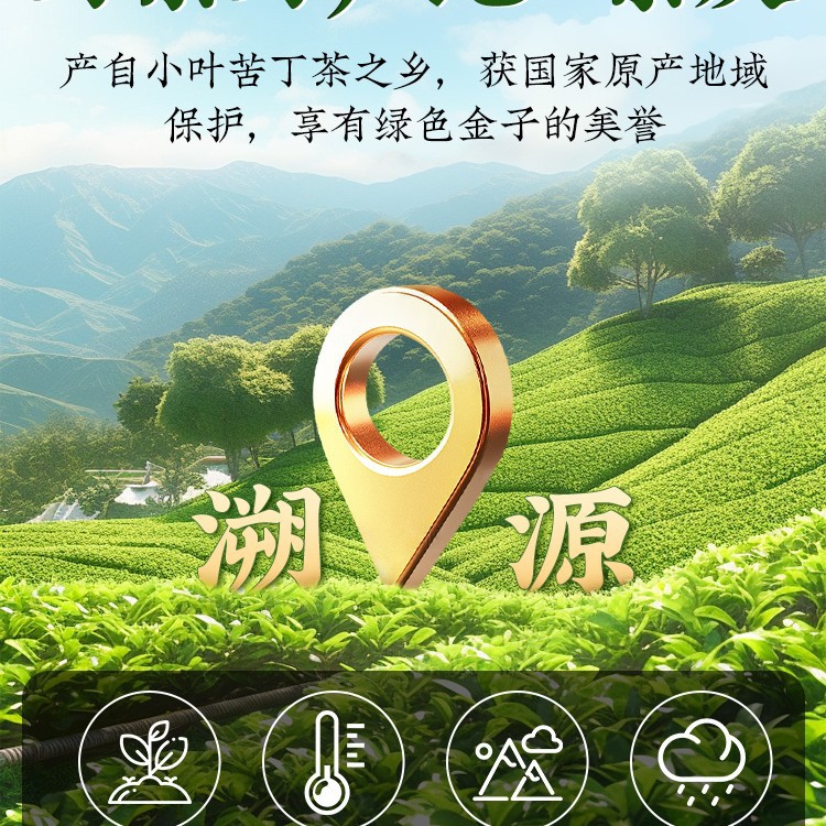 Small Leaf Kuding Tea Premium Tender Bud Bags 30g Canister Daily Wellness Brew - Image 2