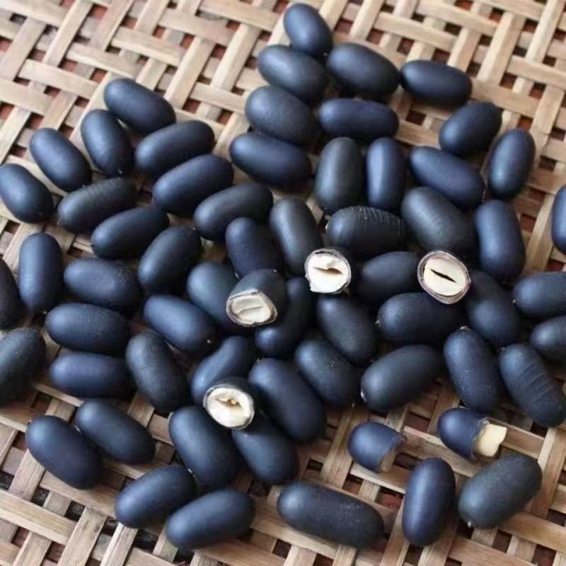Shuang Shen Zi Double Kidney Seeds 500g Dried Ku Shi Lian Herb for Herbal Wine and Decoction - Image 4