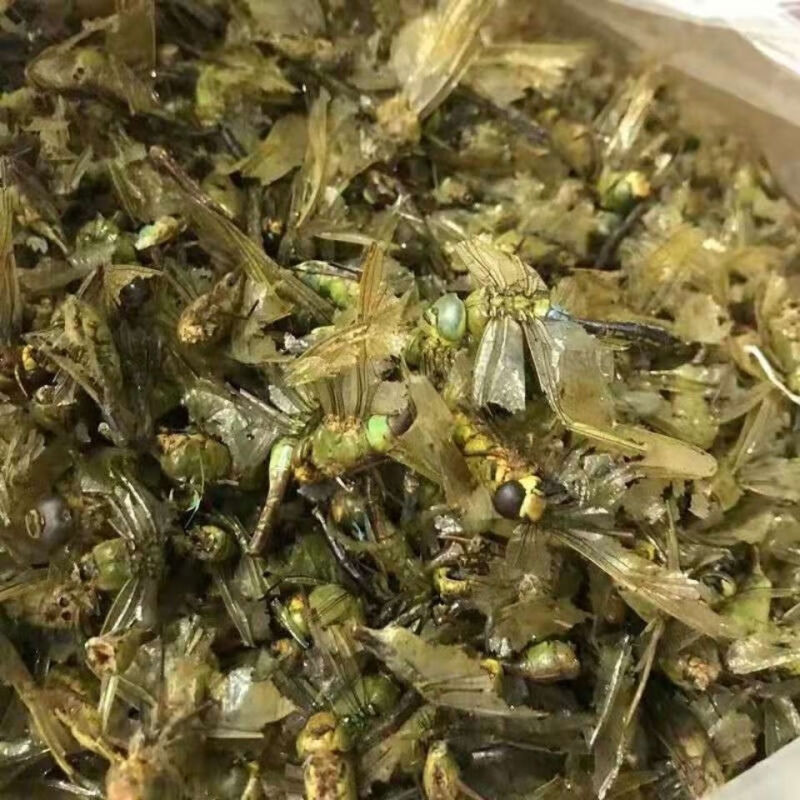 Dragonfly (Anisoptera) Dried Edible Insect — 500g Food-Grade Whole Dragonflies - Image 3