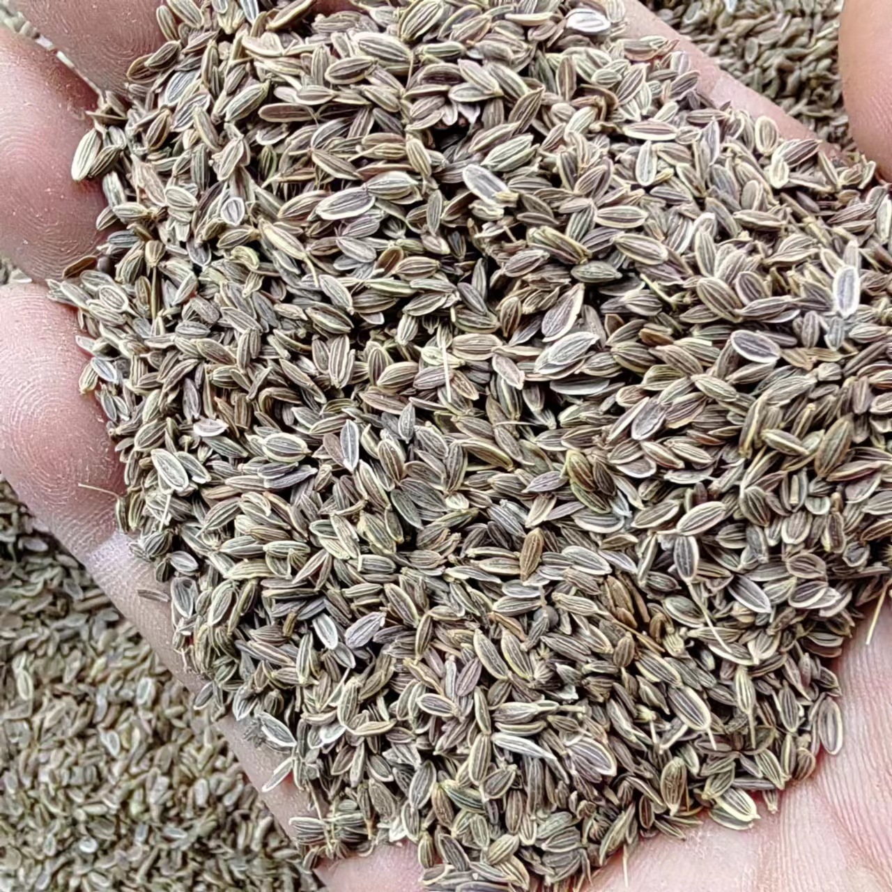 Qian Li Xiang (Murraya paniculata) — Dried Aromatic Herb for Braised Dishes & Spice Blends - Image 4