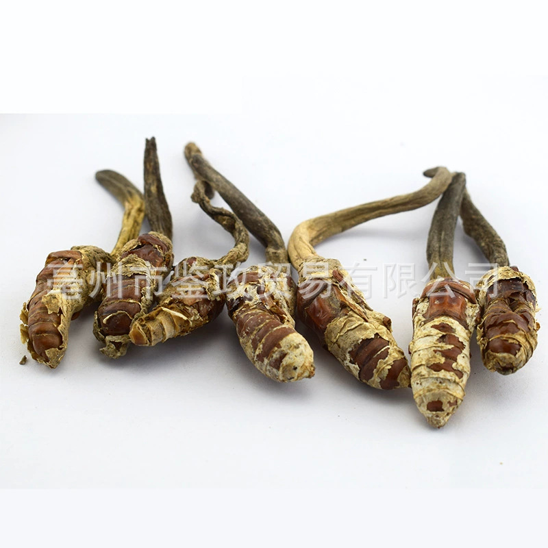 Golden Cicada Flower Jin Chan Hua Cordyceps-like Fungus Dried Whole Herb 500g Traditional TCM Ingredient - Image 4