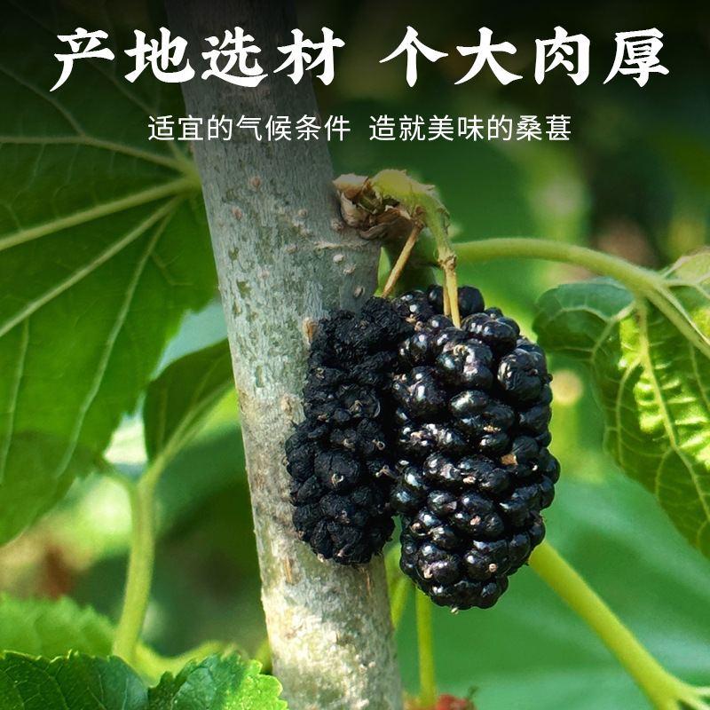 Freeze-Dried Mulberry Fruit 100g Sang Shen Zi Dried Black Mulberries Herbal Snack and Tea Ingredient - Image 3