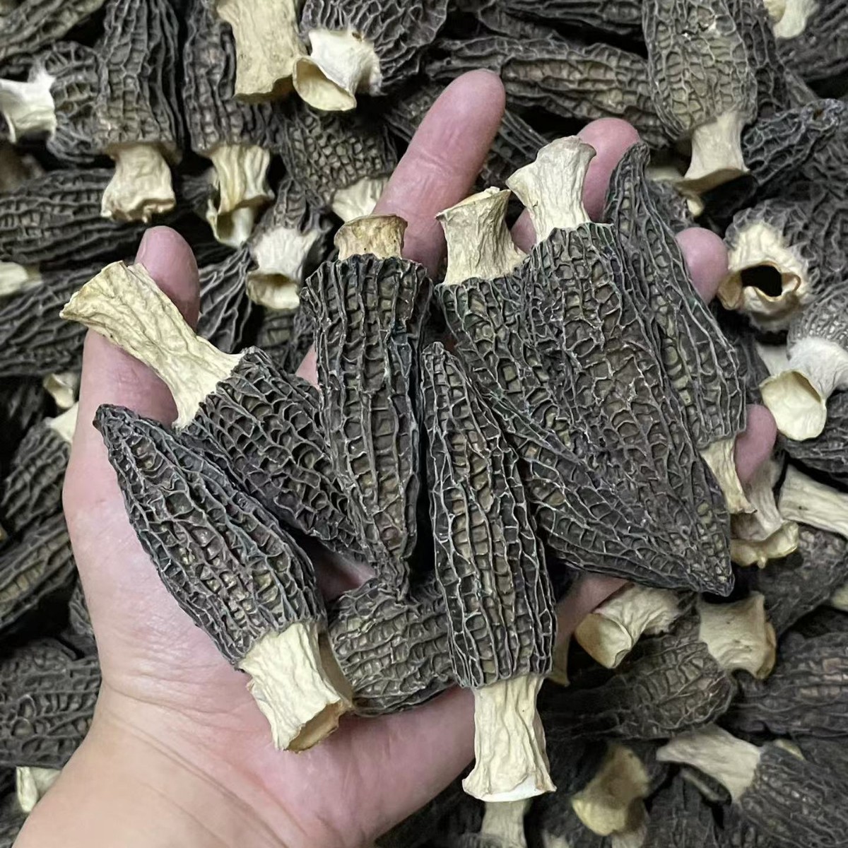 Dried Morel Mushrooms Premium Grade Yunnan Origin Soup Ingredient - Image 3