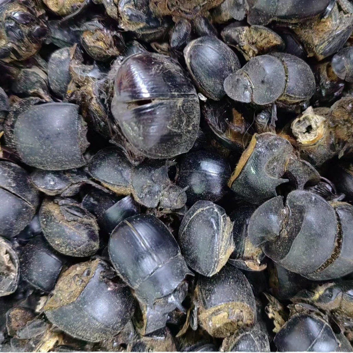 Qiang Lang Chong (Catharsius molossus) — Dried Dung Beetle for TCM Herbal Use - Image 5