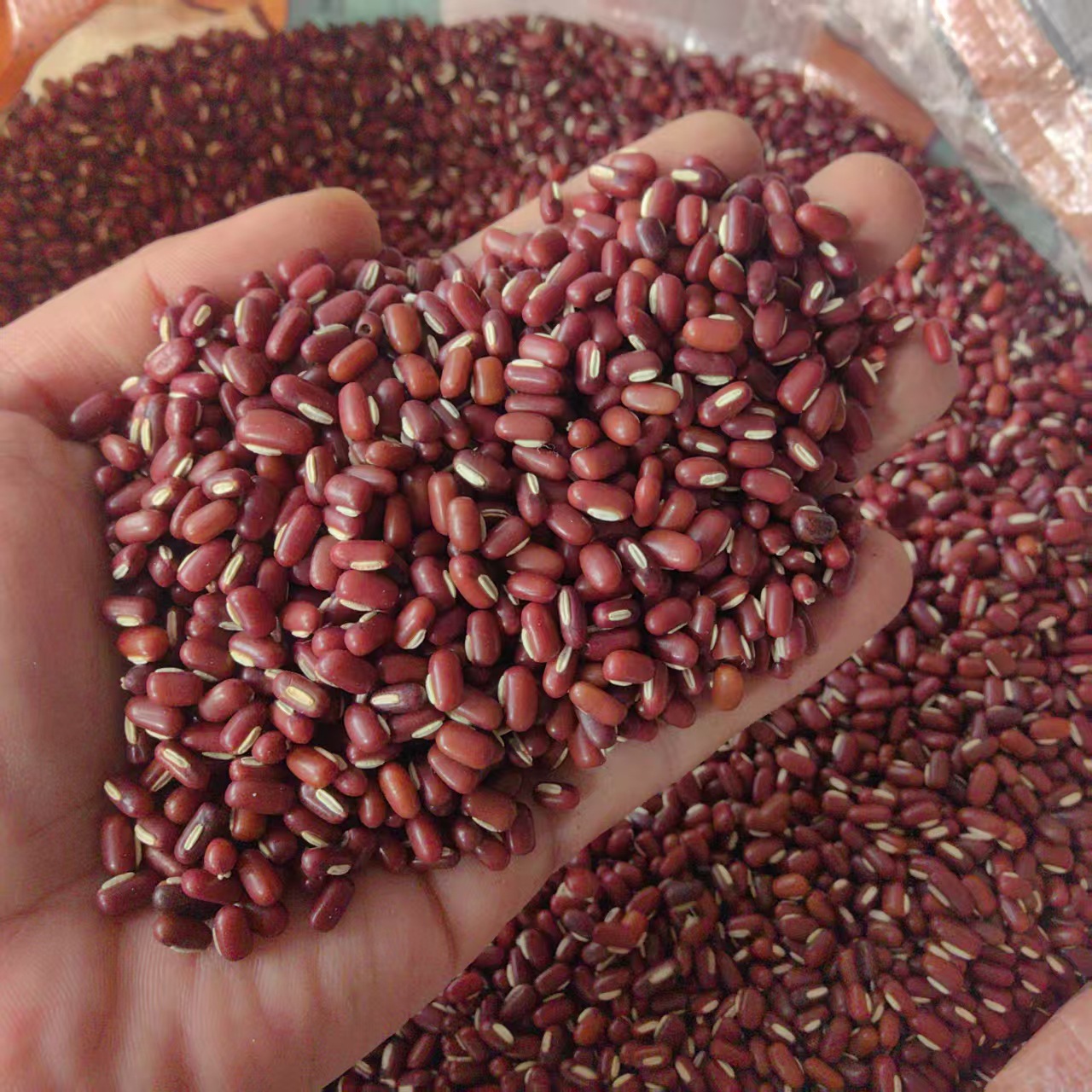 Adzuki Bean Chi Xiao Dou 500g Whole Dried Seeds Farm Grown Food Grade Grain - Image 2