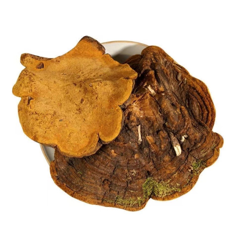 Mulberry Sang Huang (Sanghuangporus sanghuang) — Wild Jilin Changbai Mountain Cut Slices, 100g - Image 5