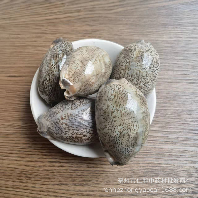 Purple Cowrie Shell Zi Bei Chi Dried Mineral Herb Traditional TCM Ingredient - Image 3