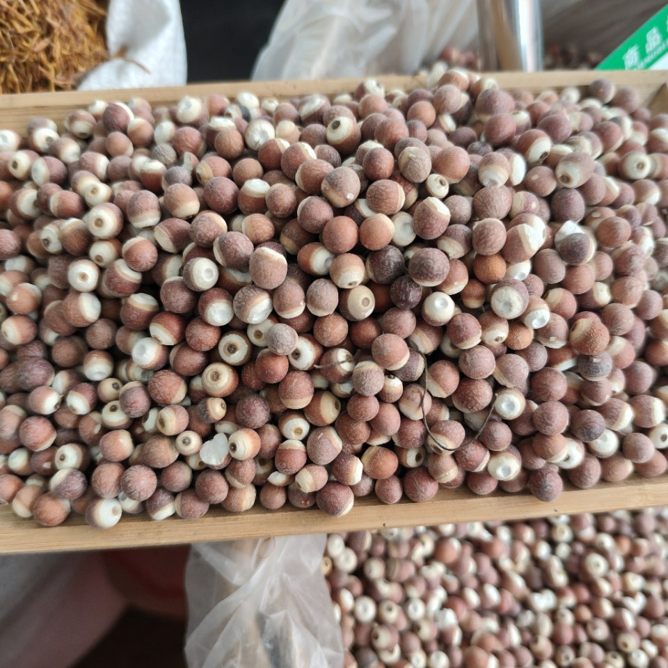 Dried Euryale Seed Qian Shi 芡实 Whole Round Kernels 10mm Grade 1 Herbal Grain for Soup and Congee - Image 2