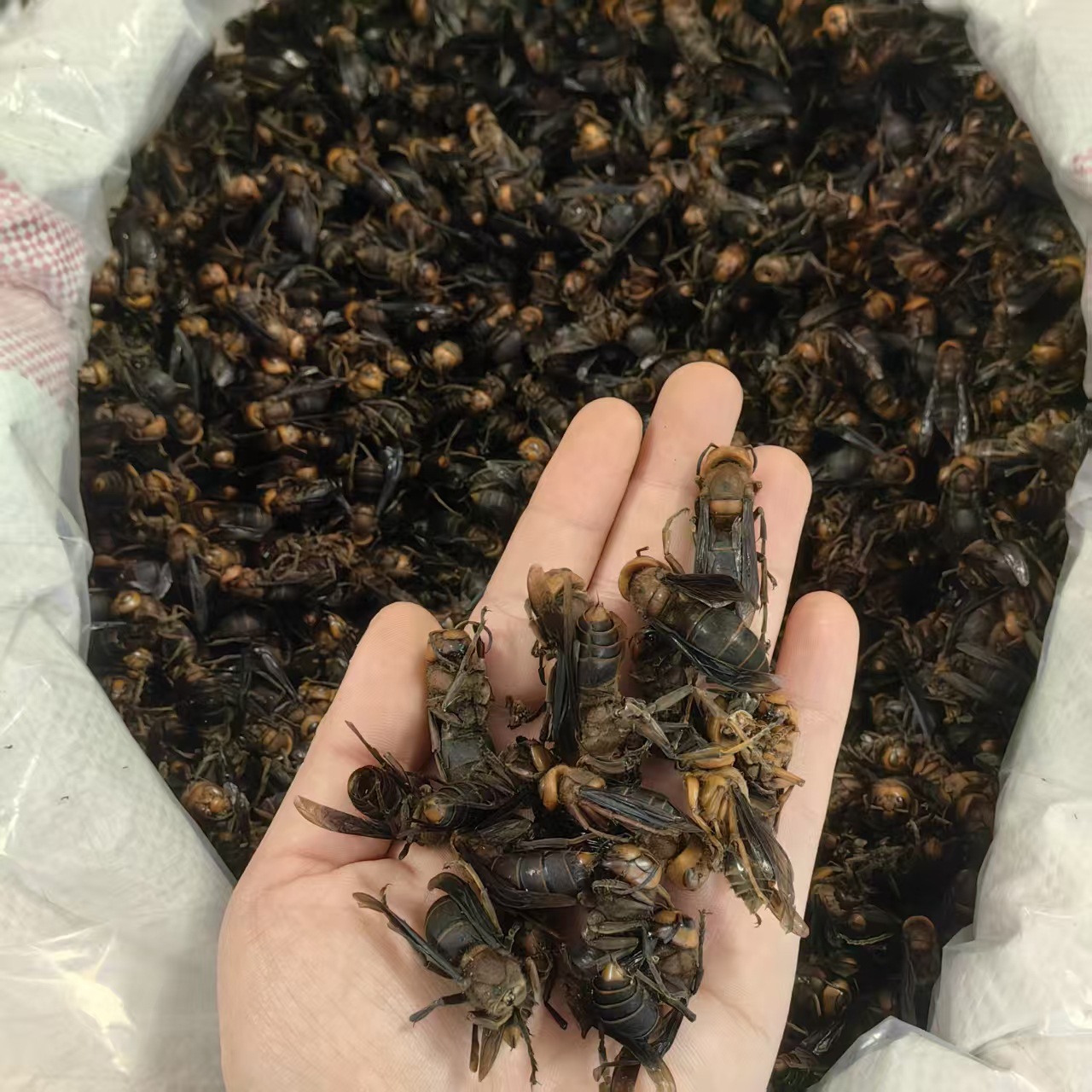 Dried Wasp Hornet Whole Body Hu Tou Feng Traditional Chinese Herb Natural Sun Dried Sichuan Origin 1000g - Image 3