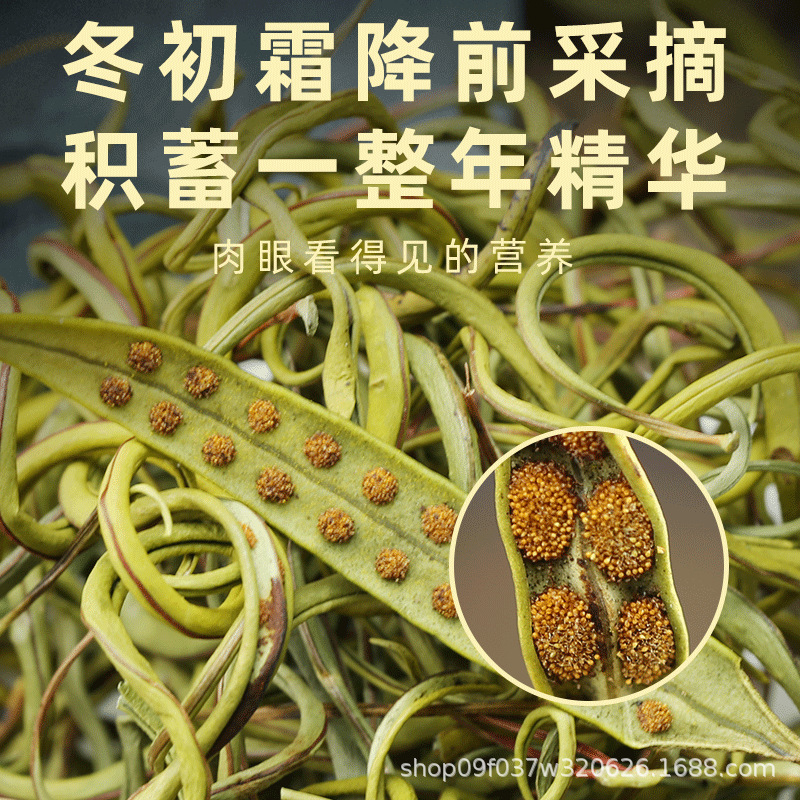 Wild Small Leaf Orthosiphon Kidney Tea Mao Xu Cao Dried Herb for Daily Herbal Infusion 250g - Image 4