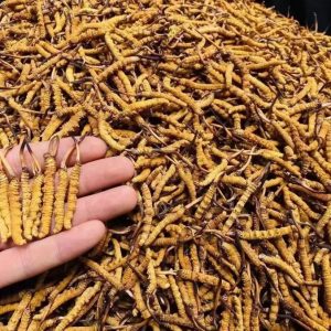 Cordyceps Sinensis Dried (Dong Chong Xia Cao) — Tibetan Whole Cordyceps, 1g Broken Grade