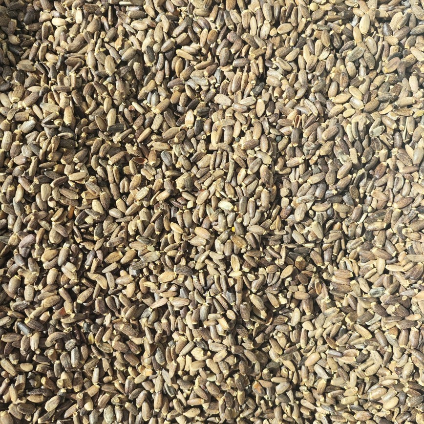 Milk Thistle Seed Powder (Silybum marianum) — Shui Fei Ji Herbal Powder, 500g - Image 3