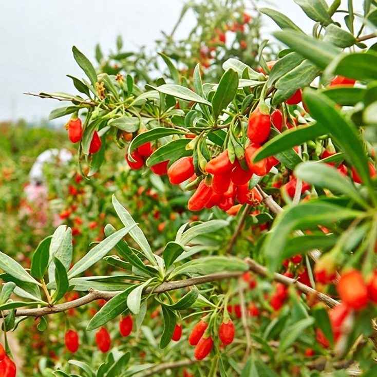 Dried Goji Berries Ningxia Gou Qi Zi Ready to Use Large Grade 500g for Tea - Image 2