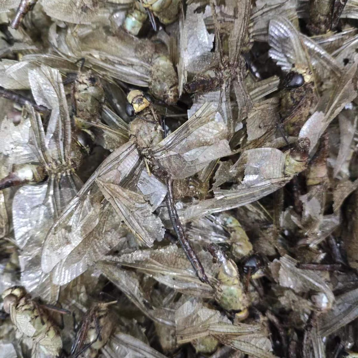 Dragonfly (Anisoptera) — Whole Dried Dragonfly, Green-Headed & Red Varieties, Food Herb - Image 3