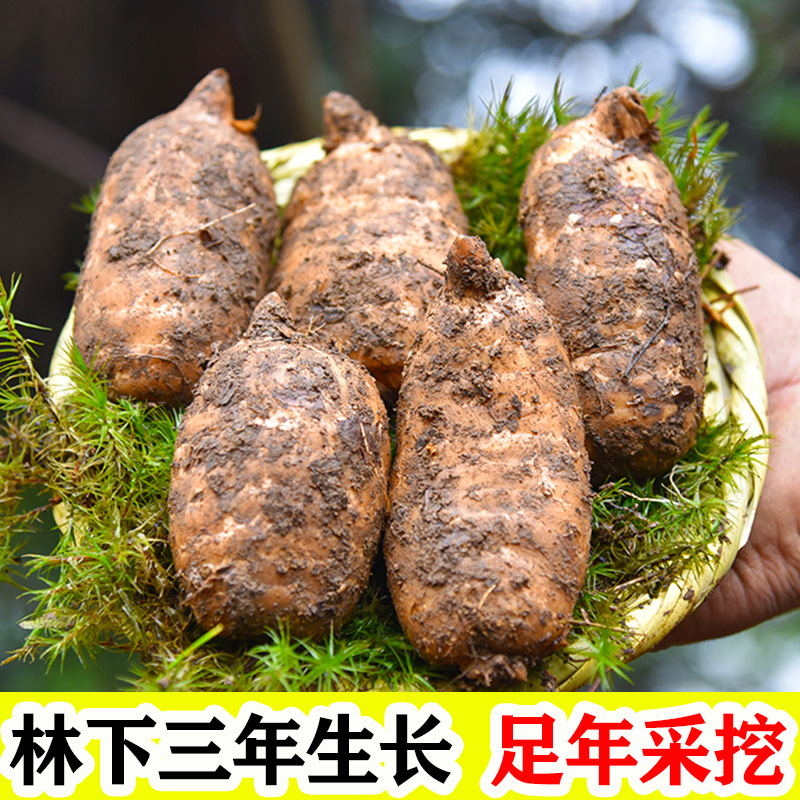 Fresh Wild-Simulated Black Gastrodia Tian Ma 500g Gift Box Yunnan Zhaotong Xiaocaoba Newly Harvested - Image 3