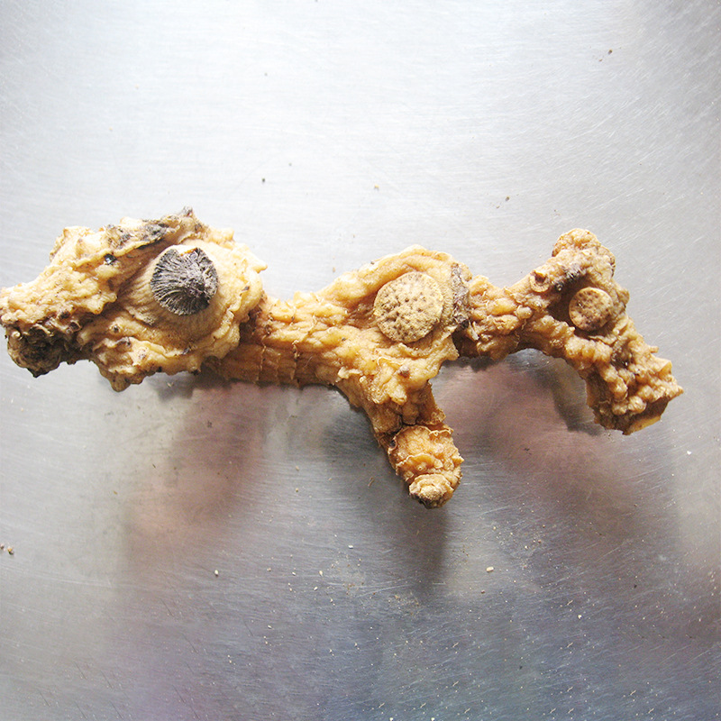Wild Huang Jing Dried Polygonatum Root Tea Grade 500g Steamed and Sun Dried from Jiuhua Mountain Anhui - Image 4
