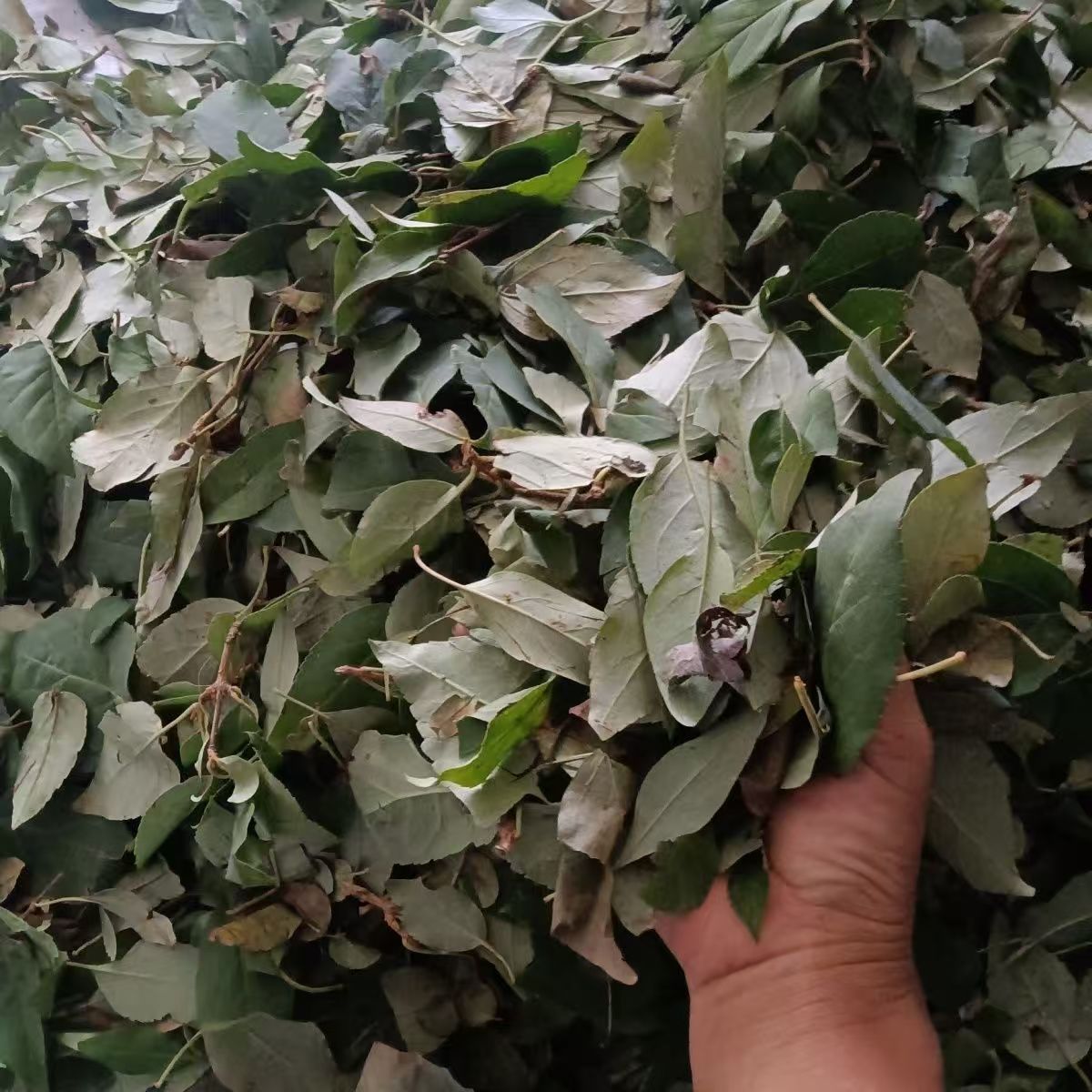 Dried Forsythia Leaf Tea Lian Qiao Ye 500g Sun Dried Herbal Tea Leaf from Shanxi - Image 3