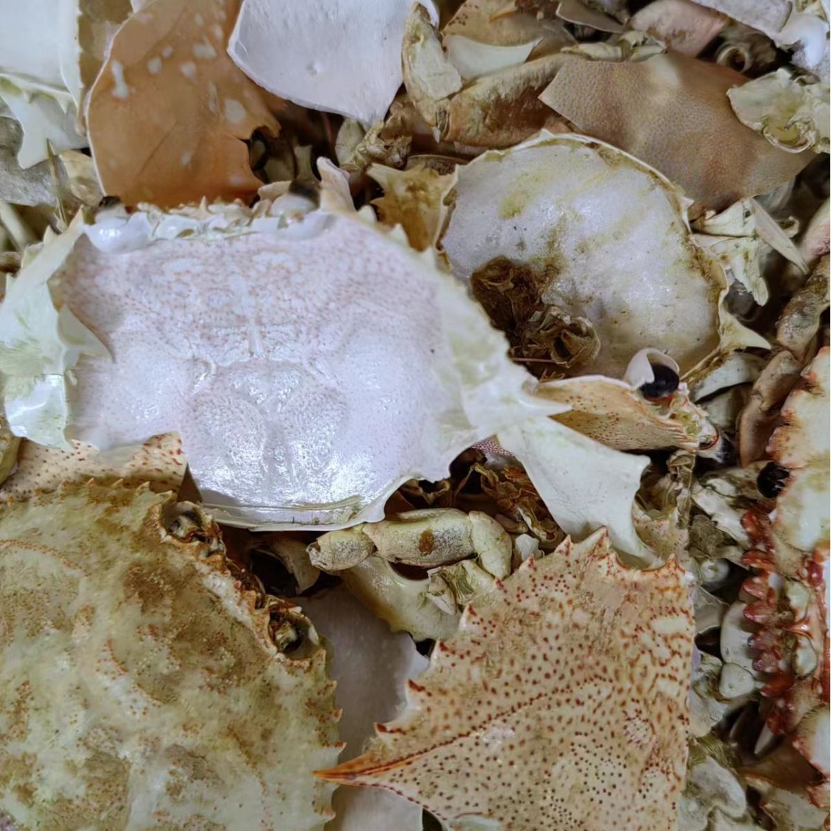 Fang Hai (Eriocheir sinensis Shell) — Dried Crab Shell Pieces & Powder, 500g - Image 3
