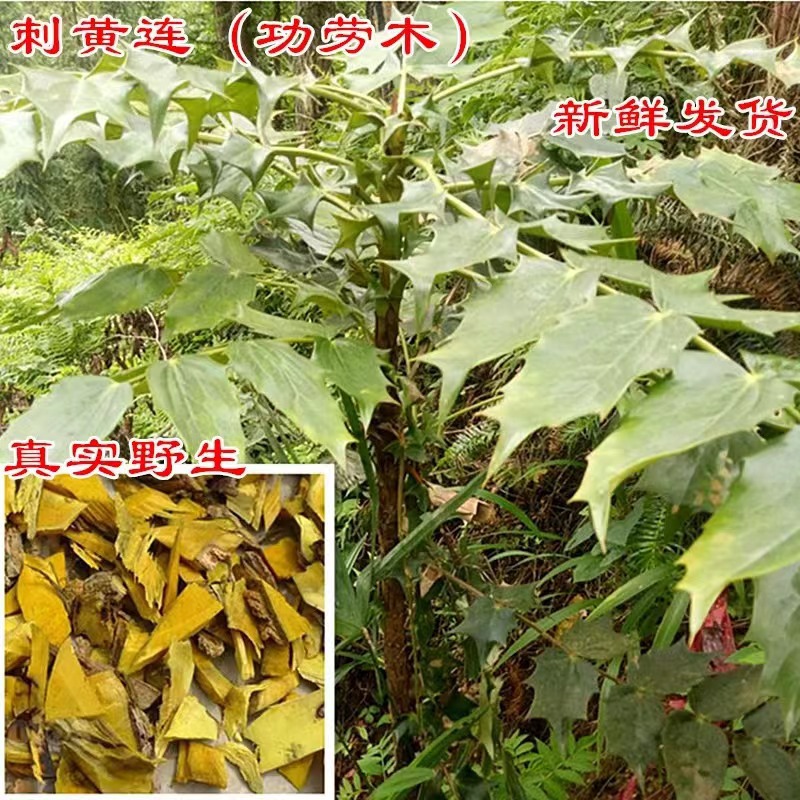 Wild Cihuanglian Sliced Berberis Root 500g Traditional Chinese Herb for Decoction and Tea - Image 2