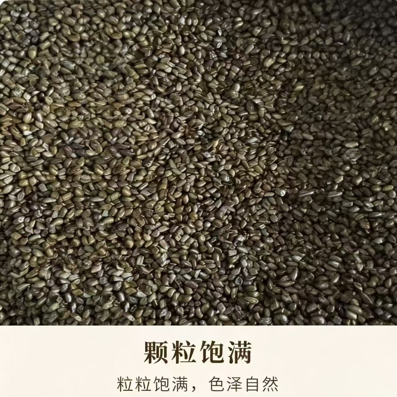 Cassia Seed Jue Ming Zi Dried Whole Seeds 1000g Herbal Tea Ingredient Bulk Pack - Image 2