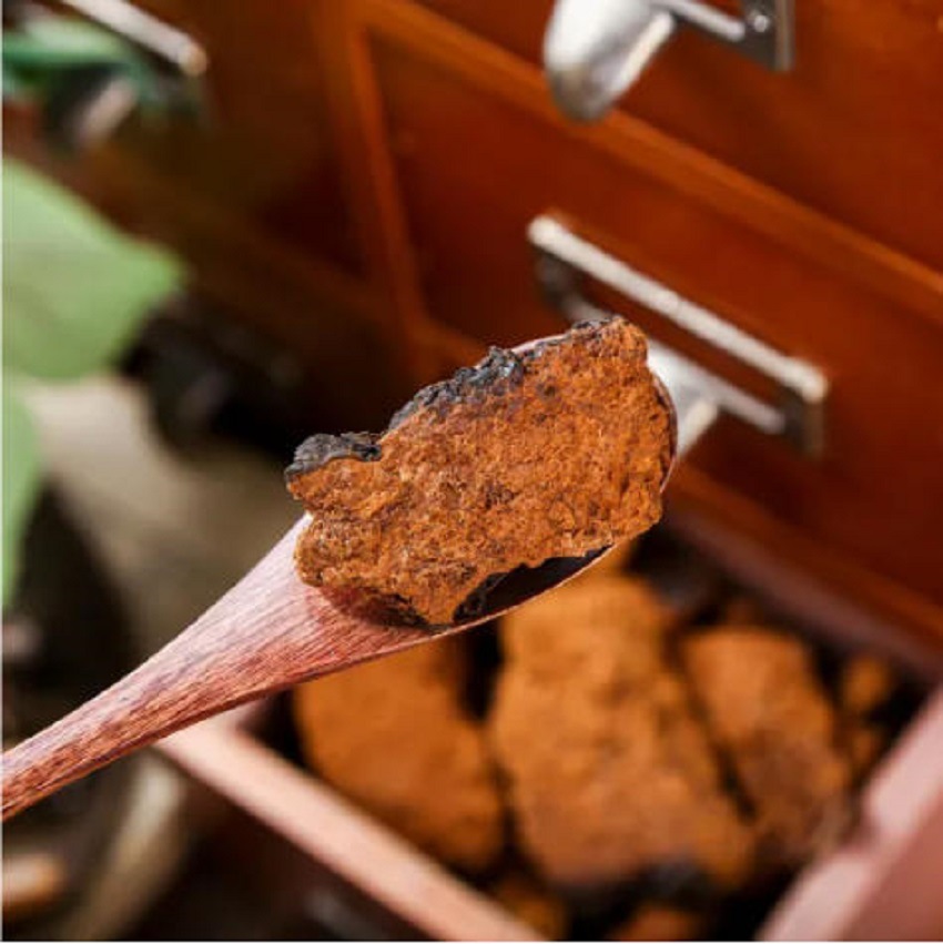 Wild Yellow Chaga Mushroom Herbal Tea Bai Hua Rong Natural Birch Conk for Daily Brewing and Cooking - Image 4