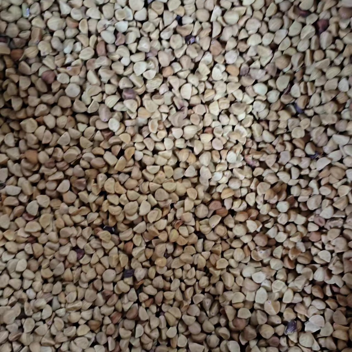 Bai Chou / Qian Niu Zi (Pharbitis nil) — Dried Morning Glory Seed, Food Herb 500g - Image 4