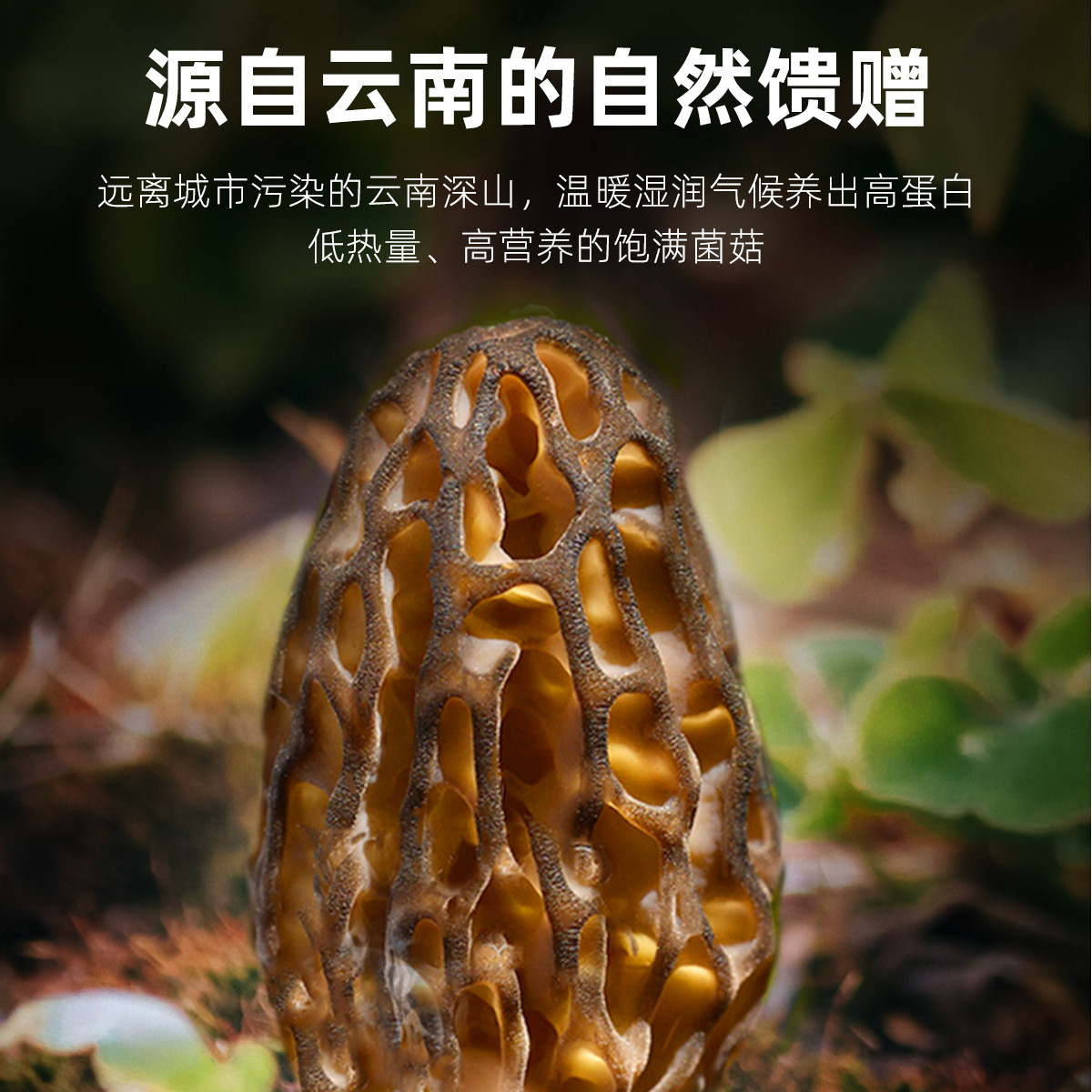 Dried Morel Mushroom 50g Box Yunnan Edible Fungus for Cooking and Soup - Image 2