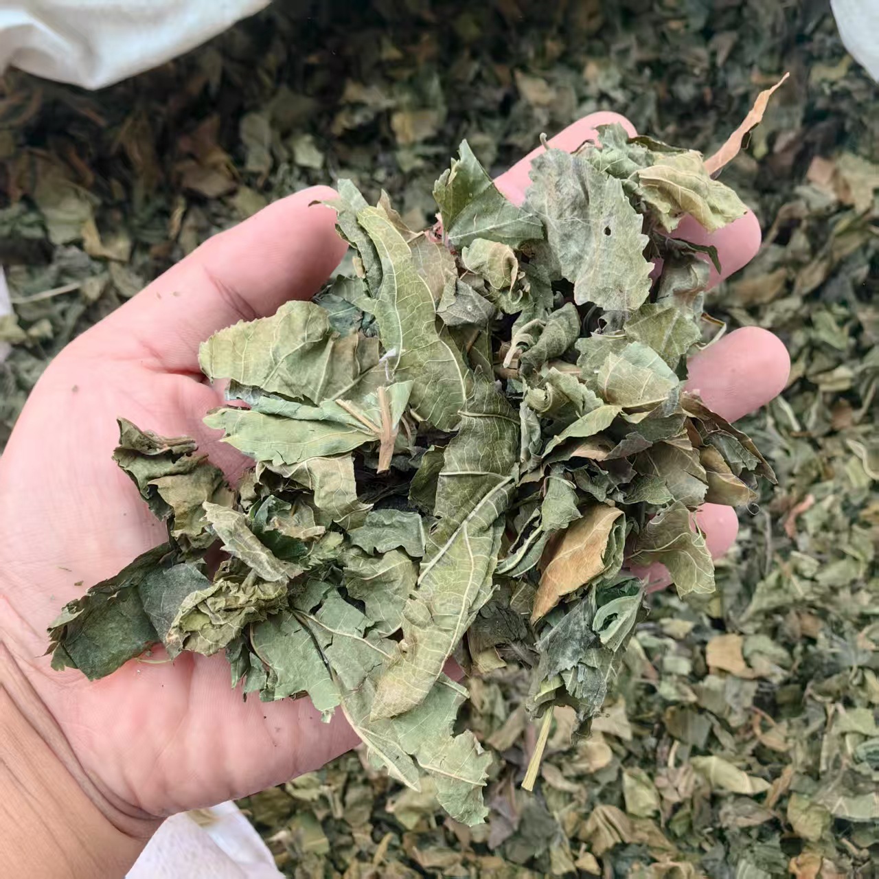 Dried Mulberry Leaves 500g Sang Ye Natural Sun Dried Herbal Tea Leaves - Image 2