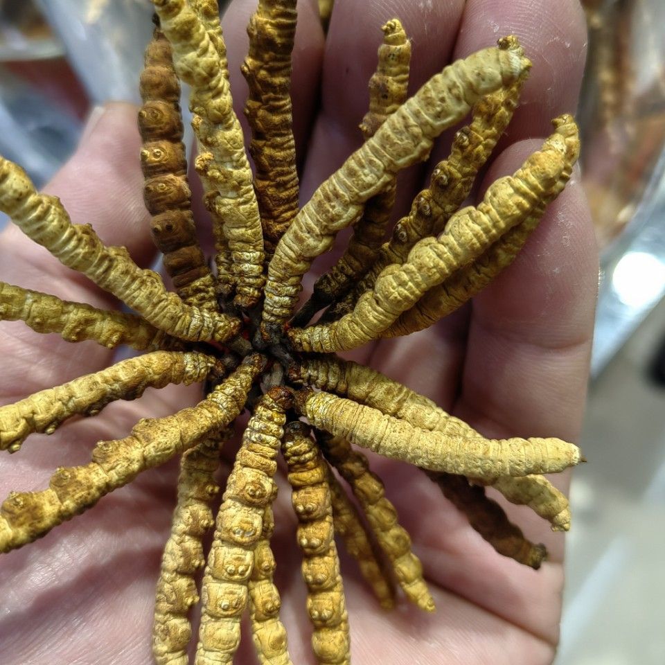 Dong Chong Xia Cao (Cordyceps sinensis) — Freeze-Dried Tibetan Cordyceps, 1g Portion - Image 3