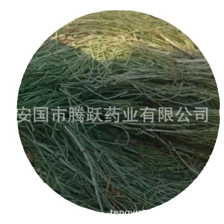 Dried Horsetail Herb Wen Jing 问荆 Whole Plant Bulk Chinese Botanical Tea Herb - Image 5