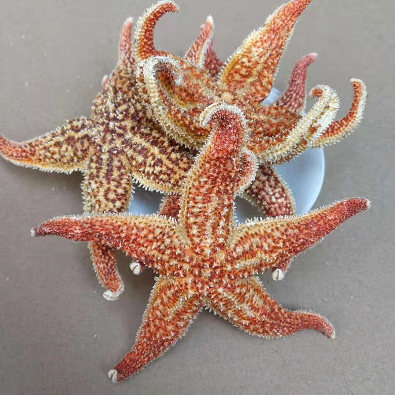 Dried Starfish Wu Zhi Hai Xing Whole Dried Sea Star for Herbal Wine Infusion 500g - Image 4