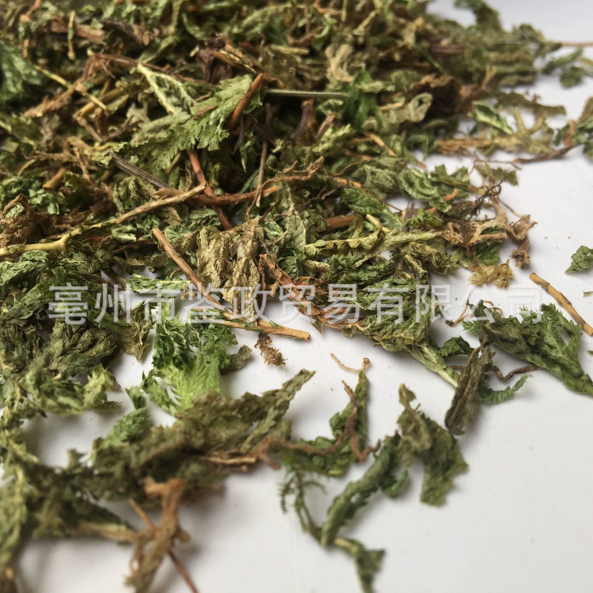Shi Shang Bai Dried Selaginella Whole Herb 500g Traditional Chinese Herbal Tea Ingredient - Image 3