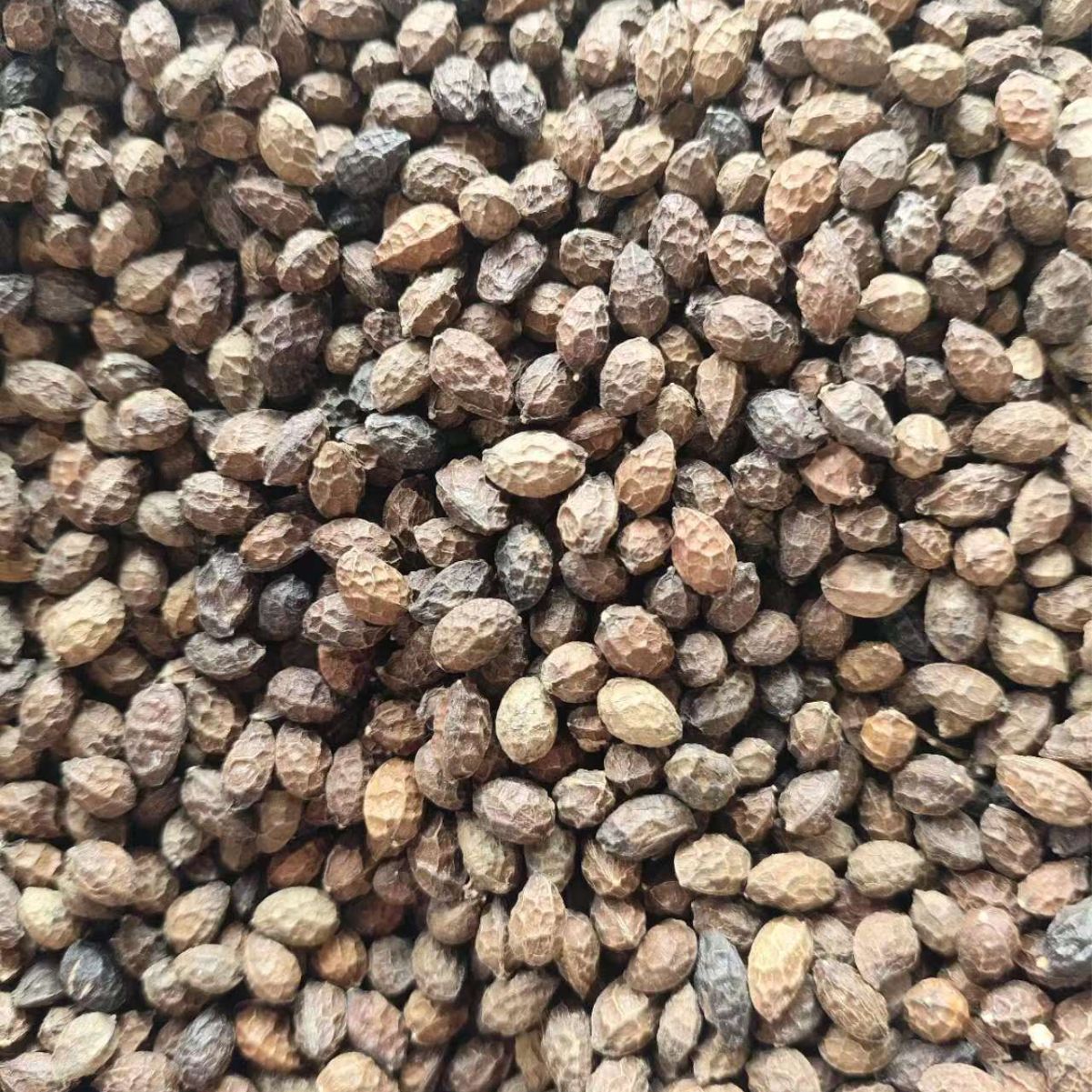 Ya Dan Zi (Brucea javanica) — Dried Bitter Seed Herb, 500g, Unsulfured - Image 3