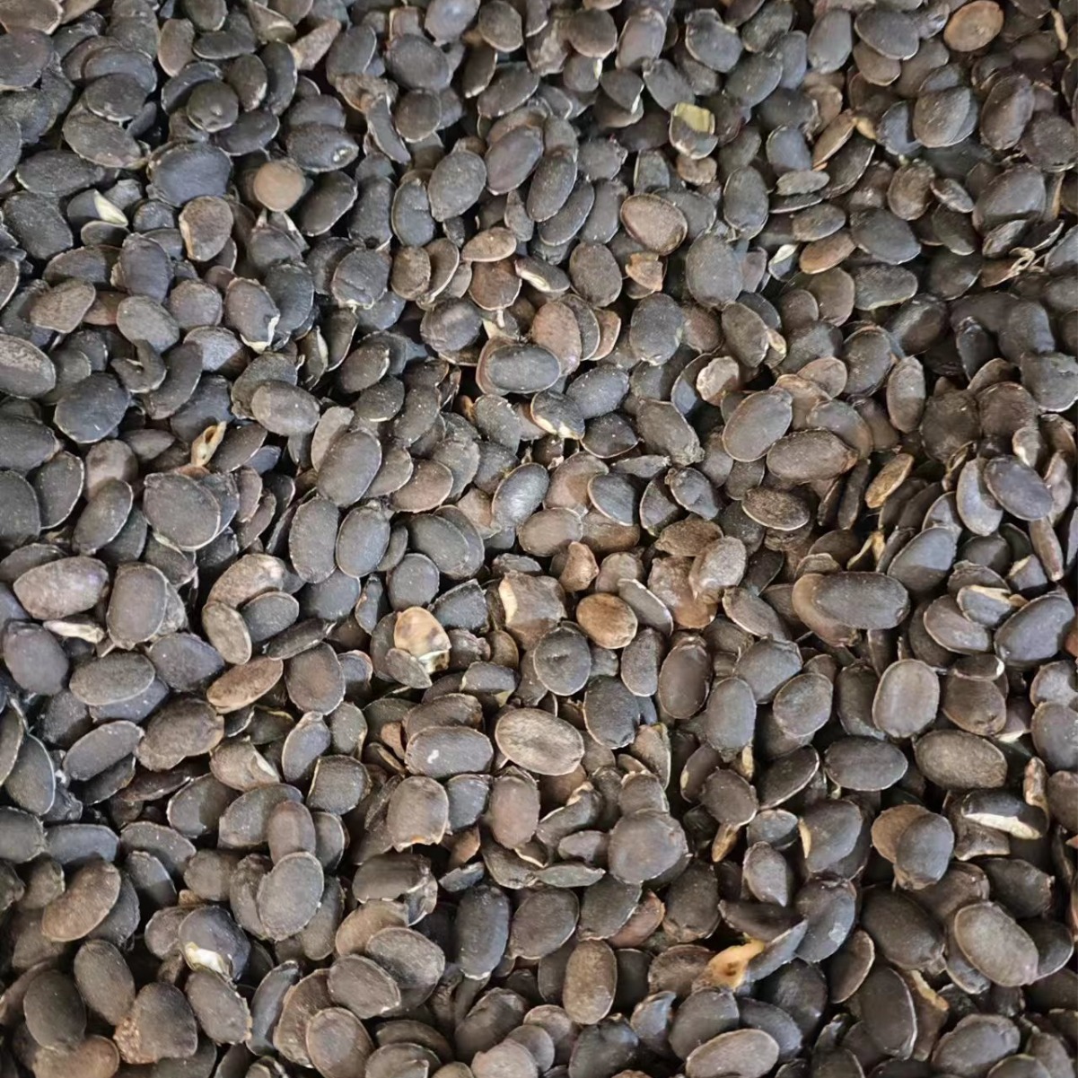 Si Gua Zi (Luffa Seed) — Dried Food Herb Seed for Tea & Soup - Image 3