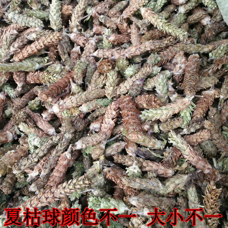 Dried Prunella Vulgaris Herb Cut Segments Xia Ku Cao for Herbal Tea and Decoction 500g - Image 4