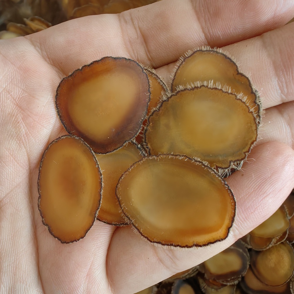 Deer Antler Slices Lu Rong Quan La Pian Full Wax Slices for Soup and Wine Infusion 5g - Image 3